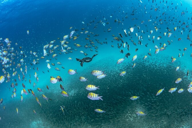 Dive in La Paz With Sea Lions, Turtles, Fish Schools and Wrecks