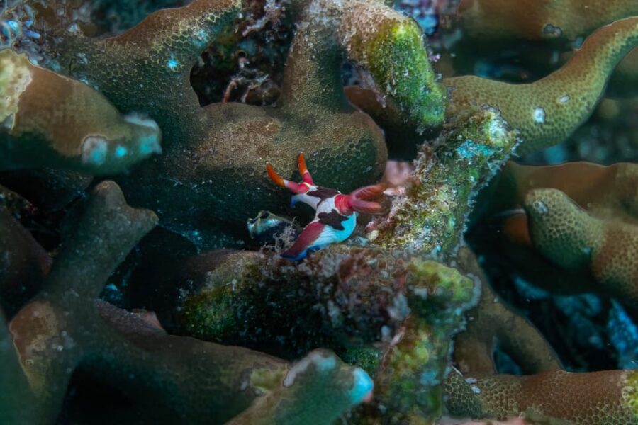Diveheaven Lombok; 2 Boatdives With a Guide