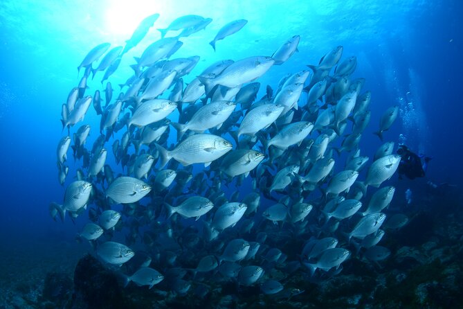 Diving Experience in Fernando De Noronha