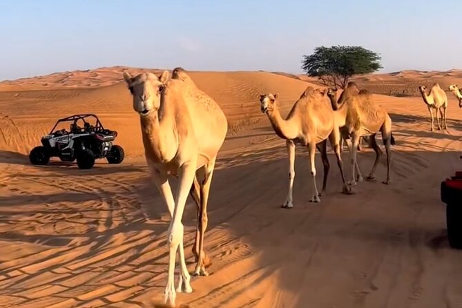 Doha, Qatar: Desert Safari, Inland Sea and Camel Ride Adventure.