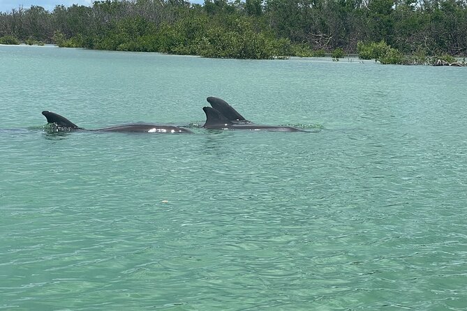Dolphin and Manatee Paddle Board Guided Activity
