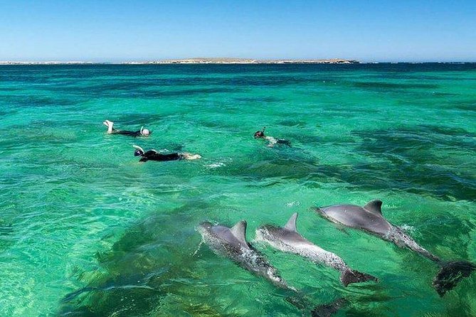 Dolphin Encounters, Ile Aux Benitier & Crystal Rock: Full-Day (Lunch & Transfer)
