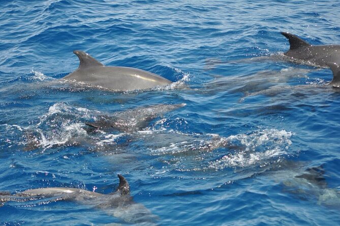 Dolphin Tour From El Gouna