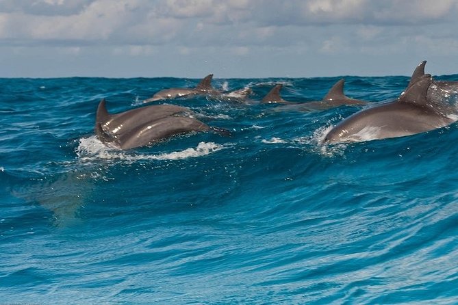 Dolphin Watching and Snorkeling at Mnemba Atoll - Private Tour - Whats Included in the Tour