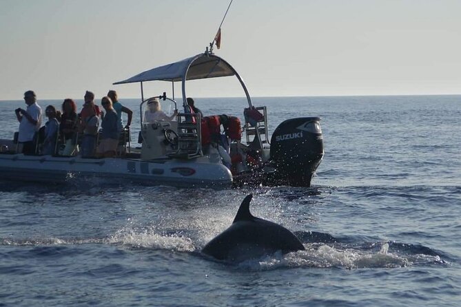 Dolphin Watching at Dawn in Alcúdia