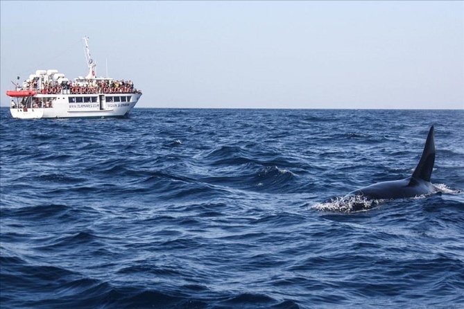 Dolphins Watching in Gibraltar – Day Trip From Seville