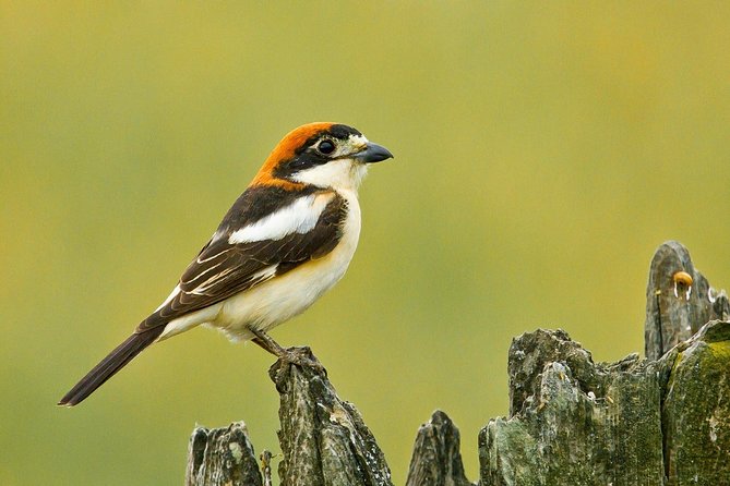 Donana National Park & Matalascanas Guided Tour From Seville