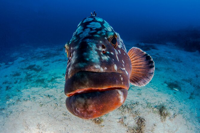 Double Dive Elba Island - Meeting and Pickup