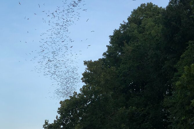 Downtown Austin Sunset Kayak Tour With 1.5 Million Bats