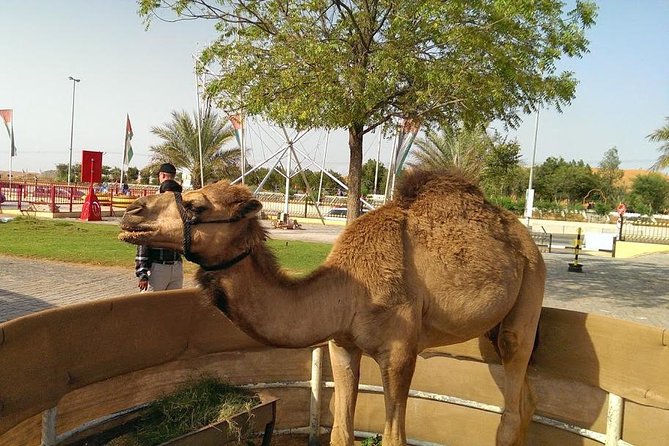 Dubai Red Dunes Desert Safari,ATV Quad Bike Camel Ride&BBQ Dinner