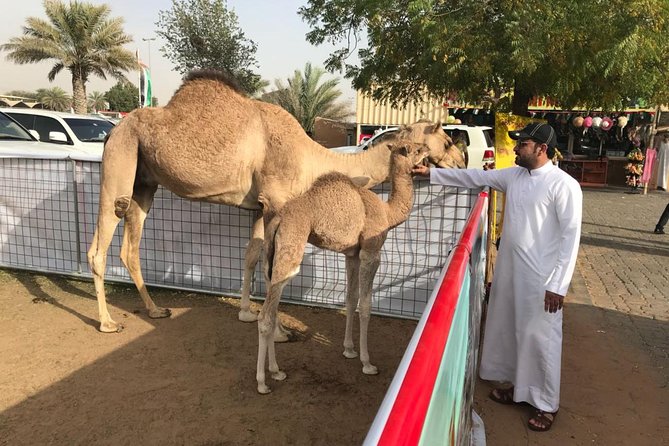 Dubai TRIO: City Tour- Desert Safari With BBQ- Dhow Cruise Dinner