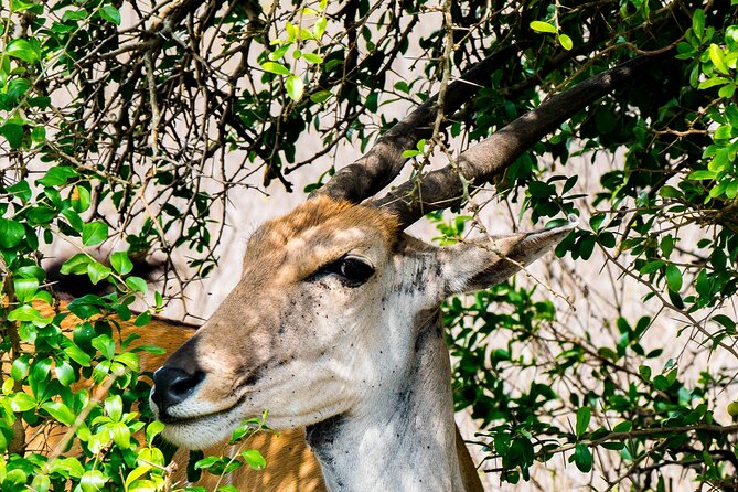 Early Morning Nairobi Park Safari and Giraffe Centre Tour. - Inclusions and Exclusions