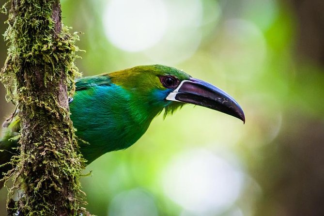 Ecuador Gateway 5 Days Tour - Tour Overview