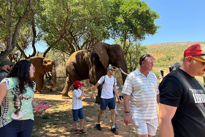 Elephant Sanctuary Tour From Johannesburg