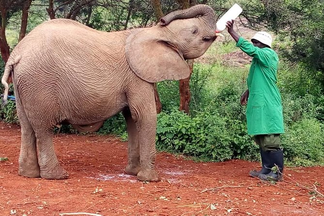 Elephants,Giraffe Center, Blixen Museum $ Bomas of Kenya