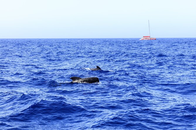 Exclusive Freebird Catamaran Whale & Dolphin to Masca From South