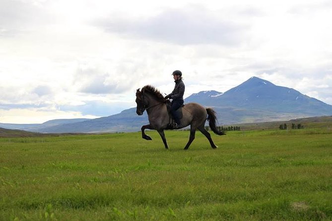 Exclusive Riding Program for Advanced Horse Riders – Give Me 5! – 2 to 3 Hours