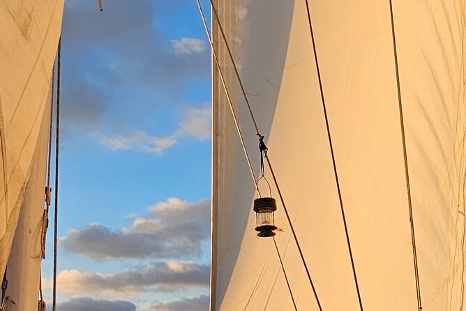 Experience Oceanside Sailing With Whales and Dolphins!
