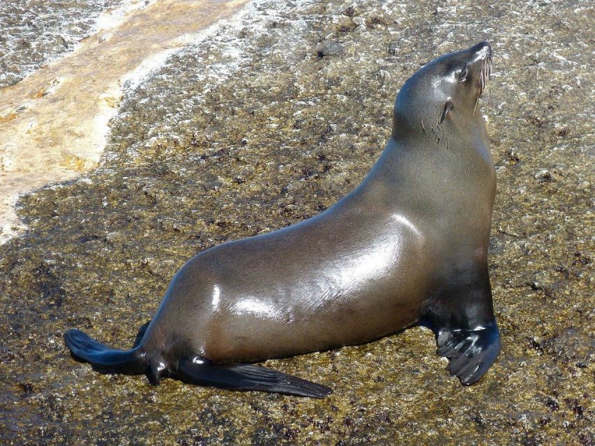 Fom Cape Town: Cape Point & Penguins Shared Group Day Tour