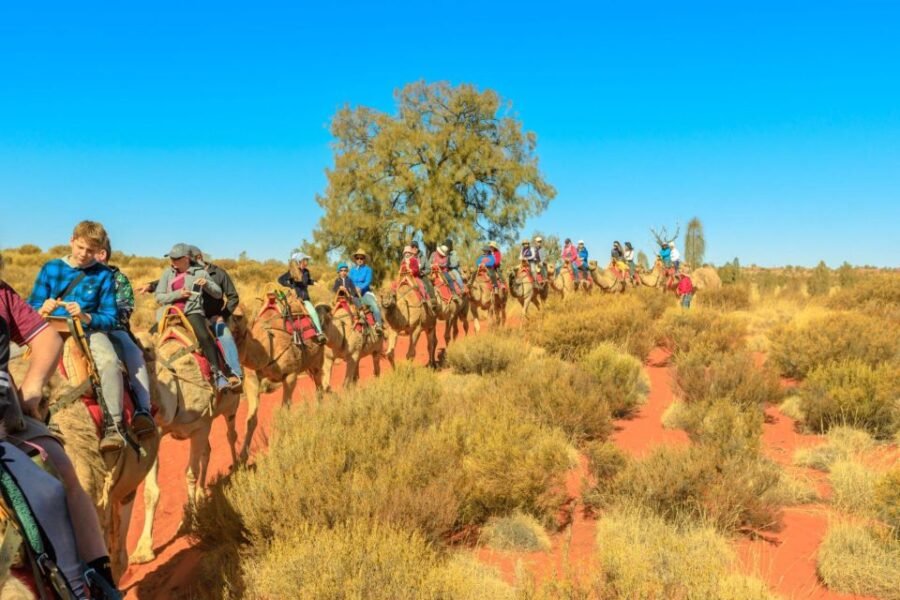 From Agadir or Taghazout: Camel Ride Tour & Flamingos Watch