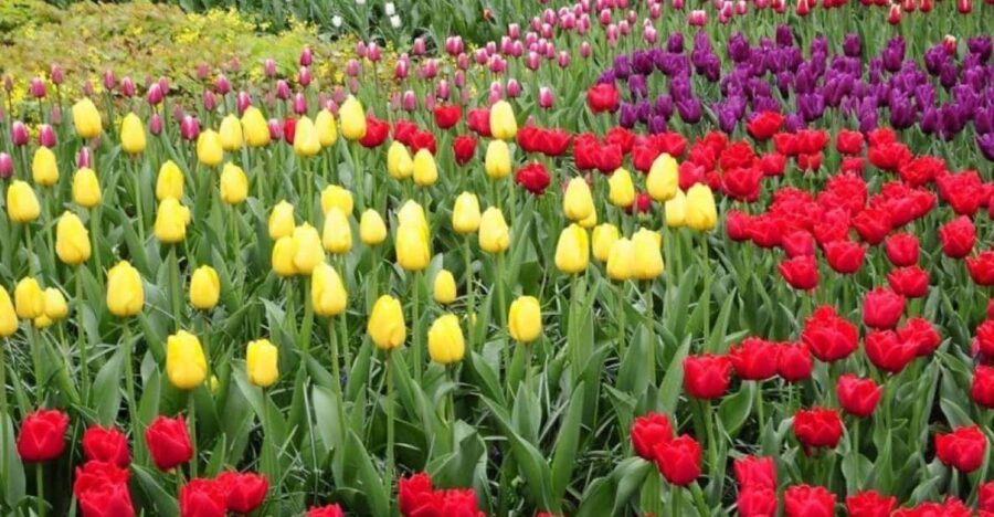 12 Best Tours In Lisse