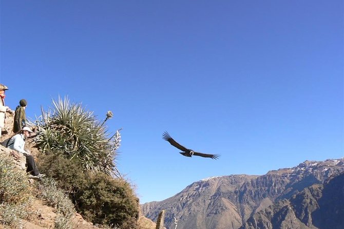 From Arequipa to Colca Canyon and to Puno in 1d - Tour Overview