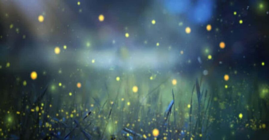 From Bali: Night Fireflies Tour & Balinese Cultures Insights