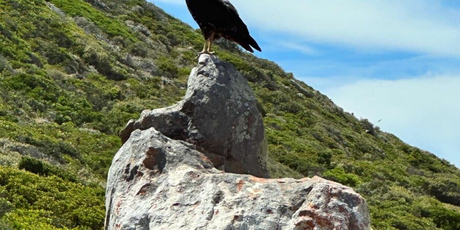 From Cape Town:Private Tour to Boulders Beach and Cape Point