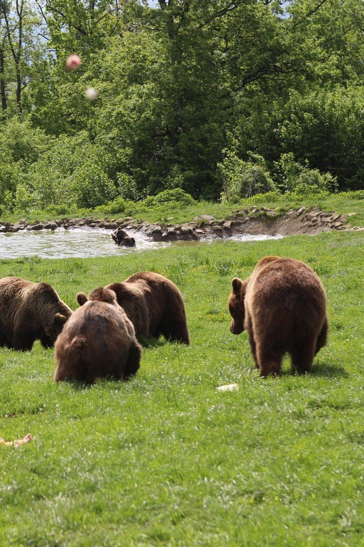 FROM CLUJ: 3 DAY TOUR - HISTORY, UNESCO, WILDLIFE
