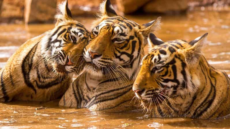 From Delhi: 6 Days Delhi, Agra, Jaipur and Ranthambore Tour