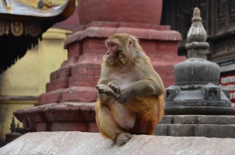 From Delhi: Jaipur (Pink City) and Monkey Temple Day Tour