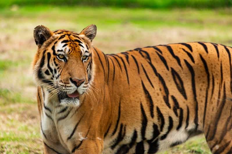 From Delhi: Private 5-Day Tiger and Golden Triangle Tour