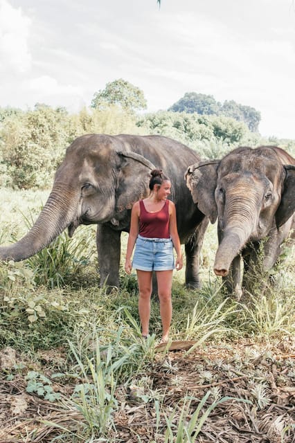From Delhi: Sunrise Taj Mahal and Elephant Wildlife SOS Tour