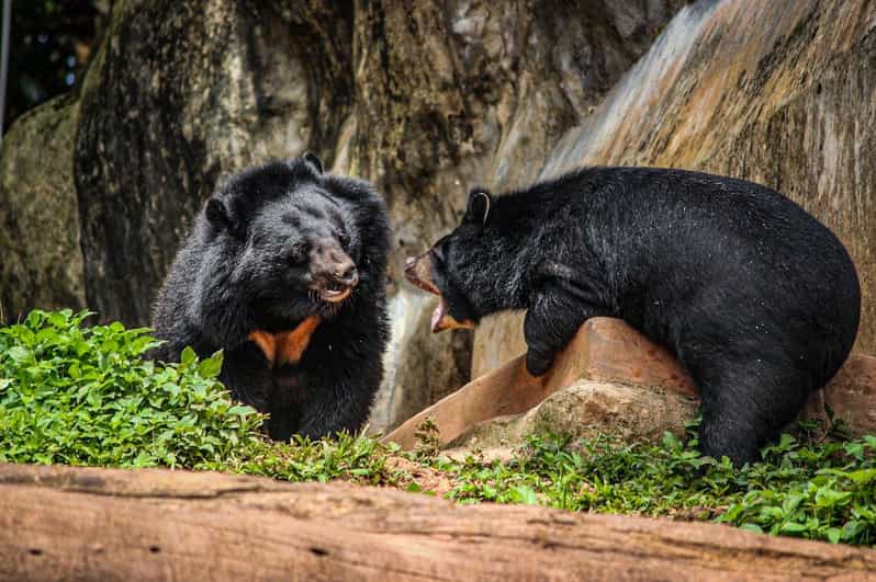 From Delhi: Taj Mahal Sunrise Tour With Bear Rescue Centre