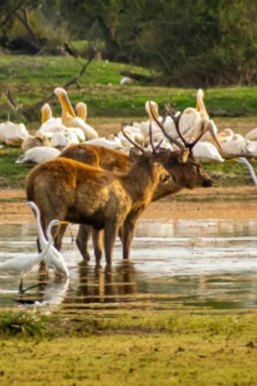 From Delhi: Taj Mahal Tour With Keolorado Bird Santuary