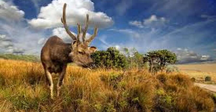 From Ella : Horton Plains National Park & Nuwaraeliya Tour