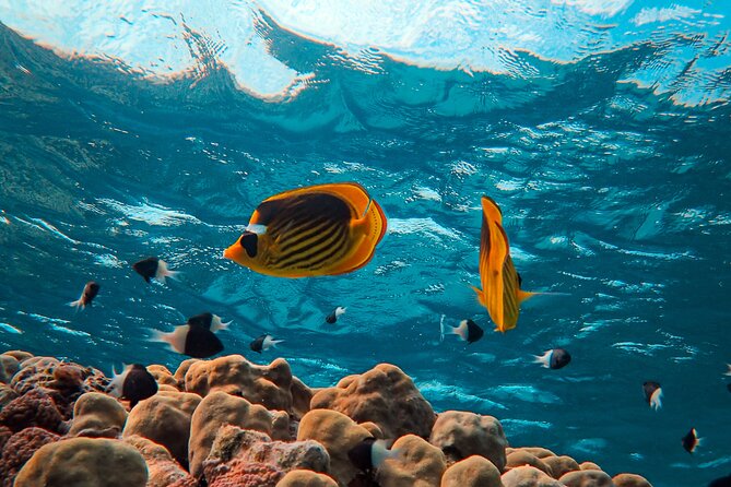 From Hurghada: Mermaid Submarine Day Tour