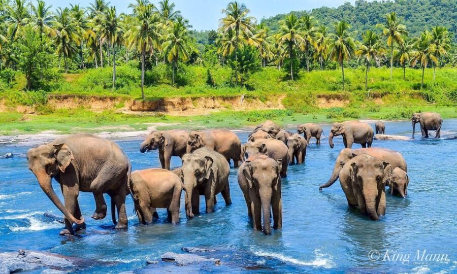 From Kandy To Pinnawala Private Day Tour