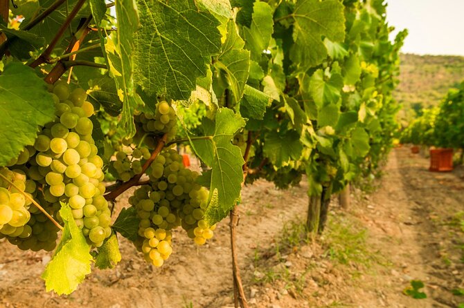 From Milan Full Day in Franciacorta 2 Wineries and Lunch - Tour Overview