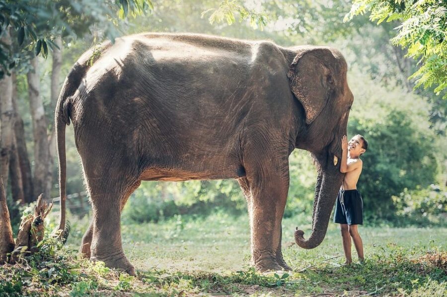From New Delhi: Elephant SOS & Taj Mahal Sunrise Tour