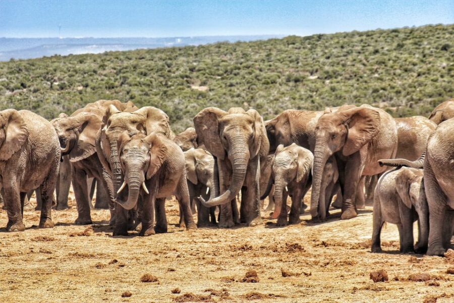25 Best Tours In Port Elizabeth
