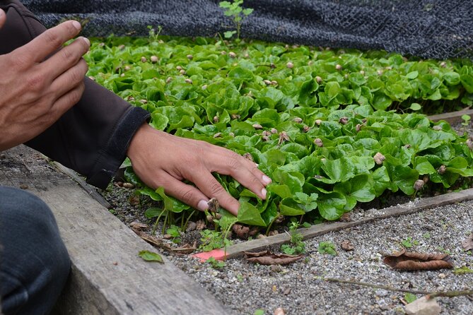 From Seed to Cup – Coffee Experience at La Palma Y El Tucan