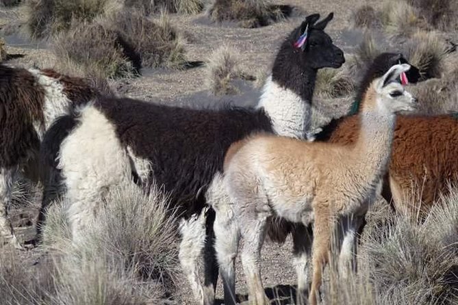 From Uyuni: Private Transfer to Potosi - Sucre - Overview of Private Transfer