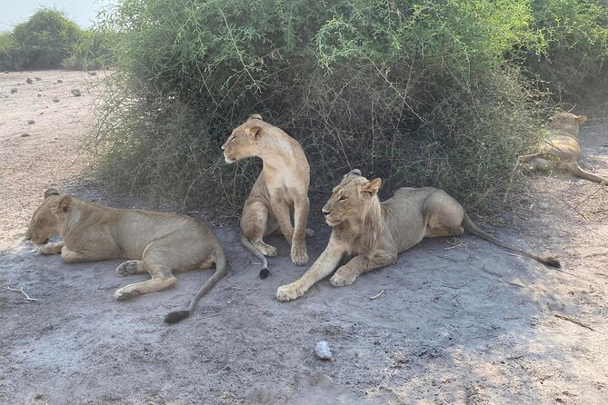 From Victoria Falls: Hwange National Park Day Safari