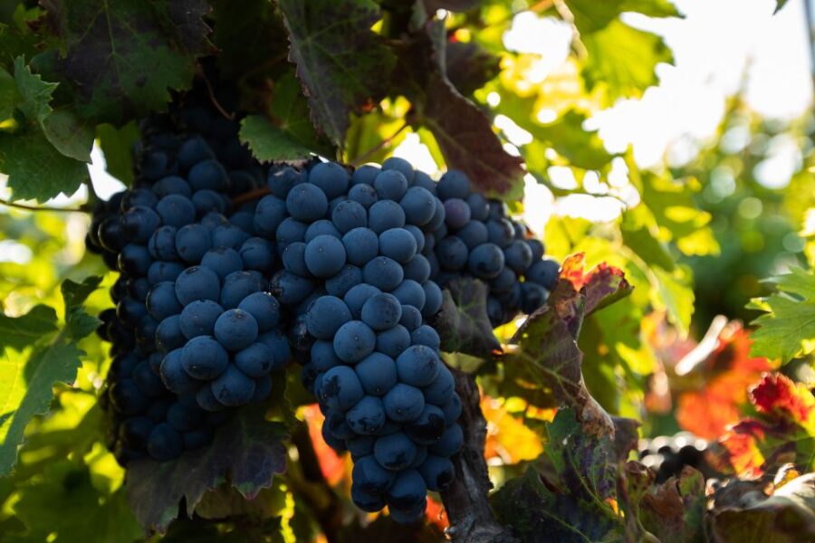 Fuerteventura: Tour of Bodega Conatvs Vineyard With Tasting - Tour Overview and Pricing
