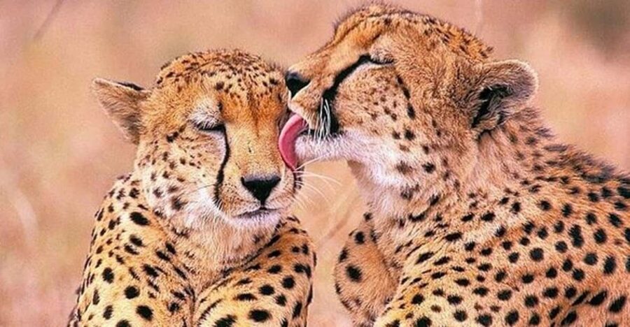 Full Day Big 5 Aquila Game Reserve Private Tour in Cape Town