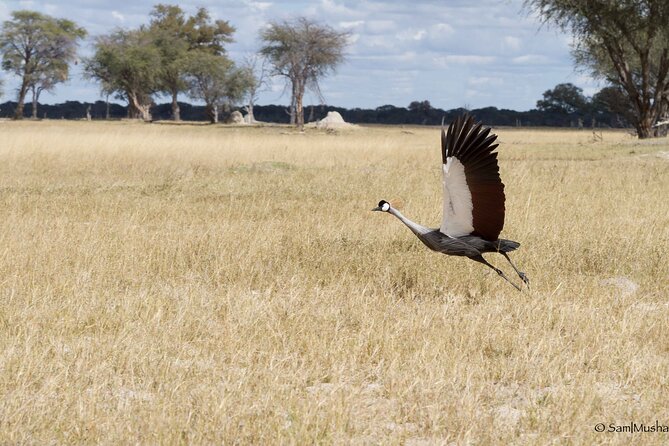 Full Day Birding Zambezi National Park Includes Picnic Lunch