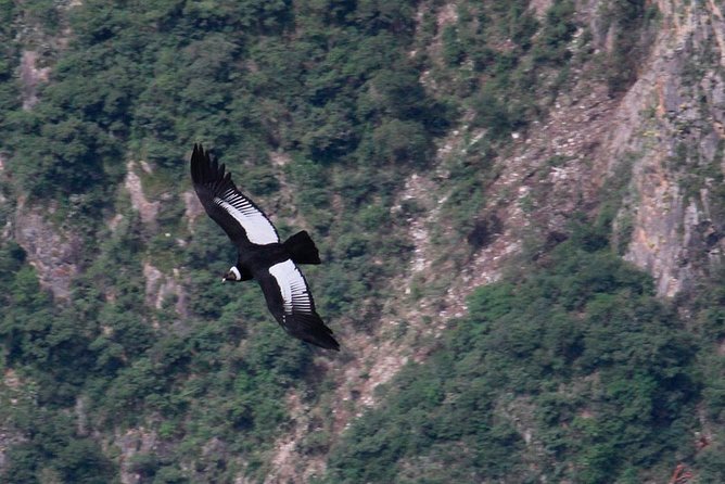 Full Day Condor Viewpoint & Inca Sites Tour – Private Service
