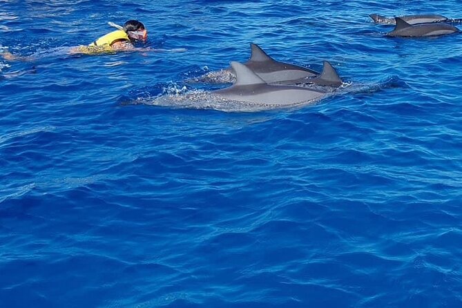 Full-Day Dolphin Watching Cruise in Mauritius