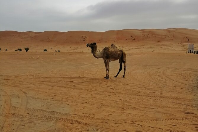 Full Day Excursion Bedouin Way Wahiba Sands & Wadi Bani Khalid By 4wd